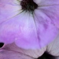 Petunia Flowers 207