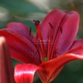 Red Lily Flower 129
