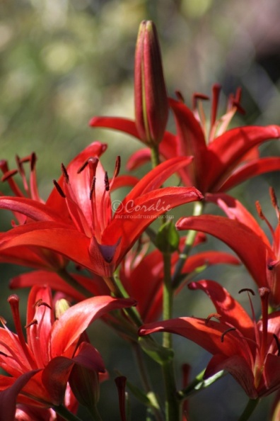 Red_Lily_FLowers_012.jpg