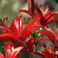 Red Lily FLowers 012