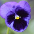 The Blue Pansy Flower 202