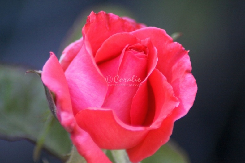 The_Rose_Bloom_Flower_195.jpg