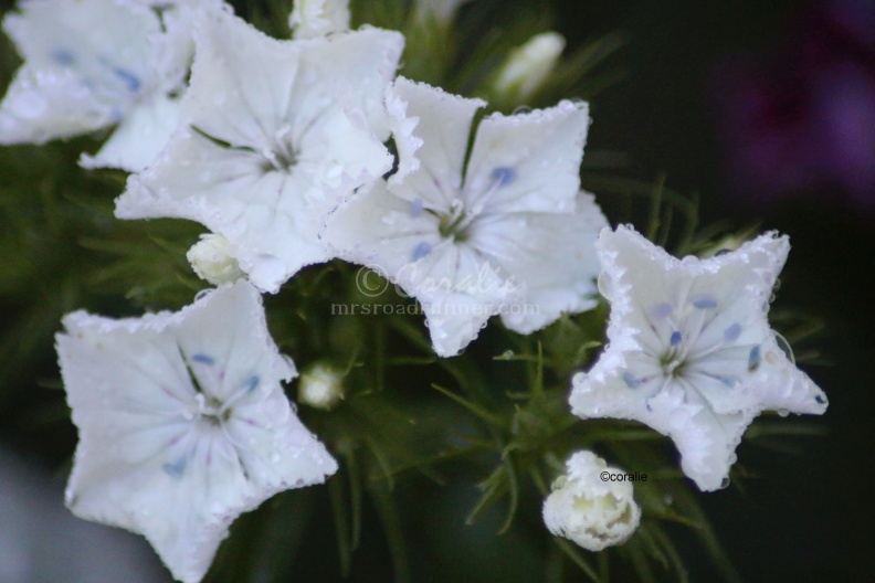 7whitesweetwilliamsflowerblooms045sample.jpg