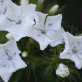 white sweet williams flower blooms