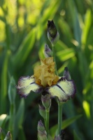 aggressively forward tall bearded iris flower