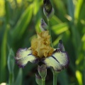 aggressively forward tall bearded iris flower