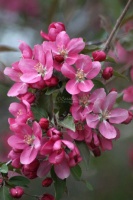 apple blossoms 027