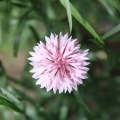 Bachelor Button Flower 021