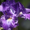 Bearded Iris Flower 308