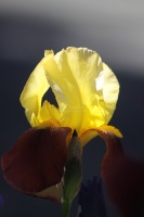 Bearded Iris Flower 310