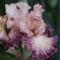 Bearded Iris Flower 184 Sample File