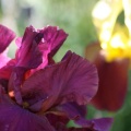 Bearded Iris Flower 274