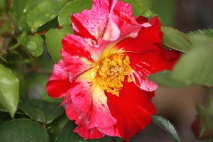 Beautiful rose flower 161