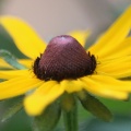 black eyed susan flower bloom 091