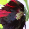 Black Hollihock Flower