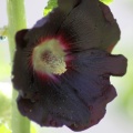 Black Hollihock Flower 131