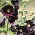 Black Hollihock Flowers 119