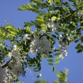 Black Locust Tree in Bloom 020