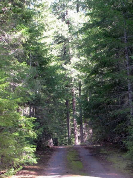 Cascade_Mountain_Road_Oregon_185.jpg