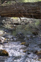 creek 224