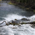 Fall_River_Oregon_068.jpg