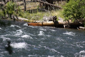 Metolius River Oregon 1123