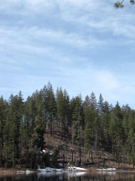 Simpliity_Deschutes_National_Forest,_Oregon_054.jpg