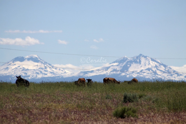 Sisters_Mountains_Cattle_Views_Seen_in_Jefferson_County_Oregon_1098.jpg