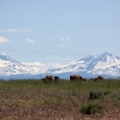 Sisters Mountains Cattle Views Seen in Jefferson County Oregon 1098