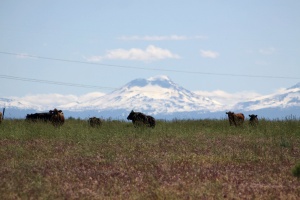 Sisters Mountains Seen in Jefferson County Oregon Cattle Views 1109