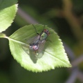Blowflies Mating 148