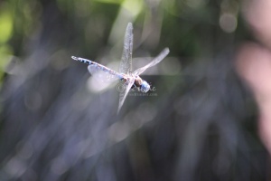 Blue-eyed Darner Dragonfly in Flight 300