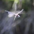 Blue-eyed Darner Dragonfly in Flight 300