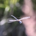 Blue-eyed Darner Dragonfly in Flight 301