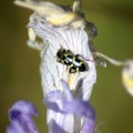 Bug on the wild iris 060