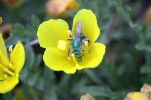 Bug on Wildflower 133