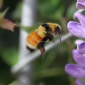 Bumble Bee in Flight 128