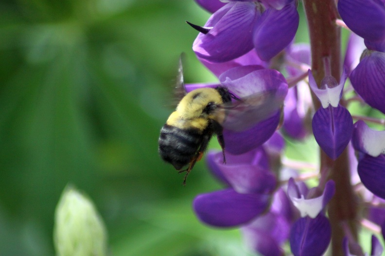 Bumble_Bee_On_The_Lupine_Flower_030.jpg