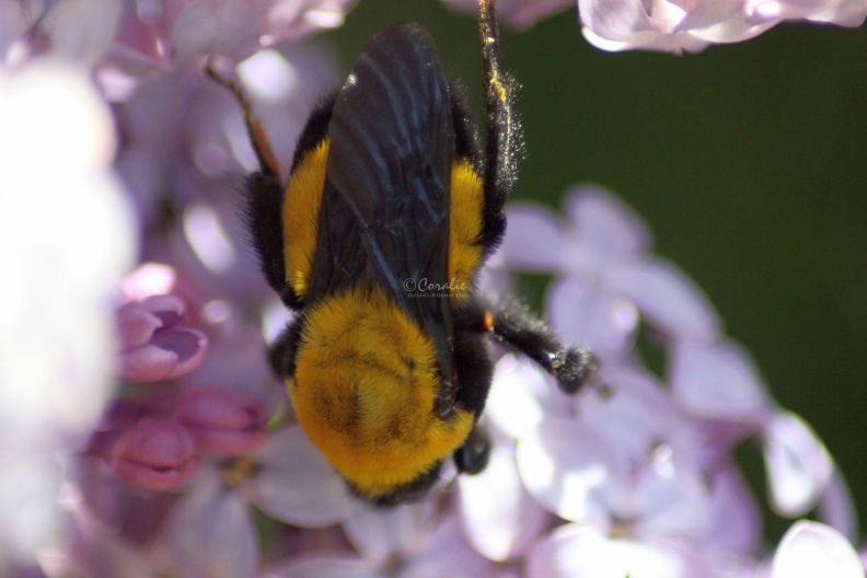 bumblebee_on_the_lilac_flowers_144.jpg