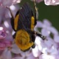 bumblebee on the lilac flowers 144