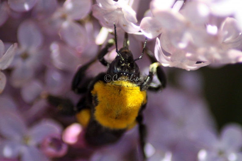 bumblebee_on_the_lilac_flowers_245.jpg