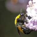 bumblebee on the lilac flowers 329