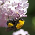 bumblebee_on_the_lilac_flowers_349.jpg