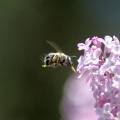 bumblebee on the lilac flowers 409