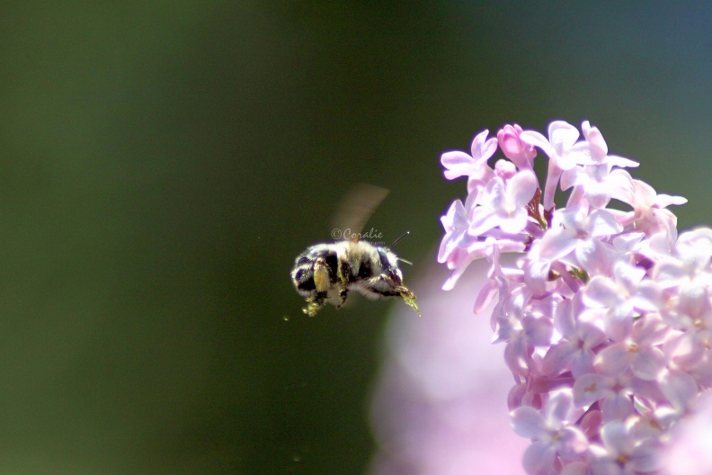 bumblebee_on_the_lilac_flowers_410.jpg