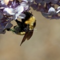 bumblebee on the lilac flowers 422