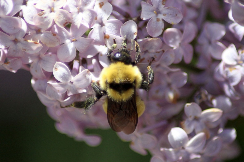 bumblebee_on_the_lilac_flowers_536.jpg
