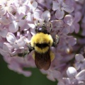 bumblebee_on_the_lilac_flowers_536.jpg