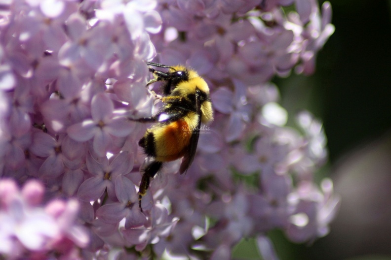 bumblebee_on_the_lilac_flowers_719.jpg