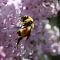 bumblebee on the lilac flowers 719